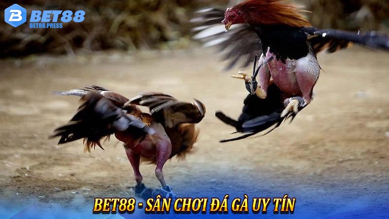 Bet88 - Sân chơi đá gà uy tín